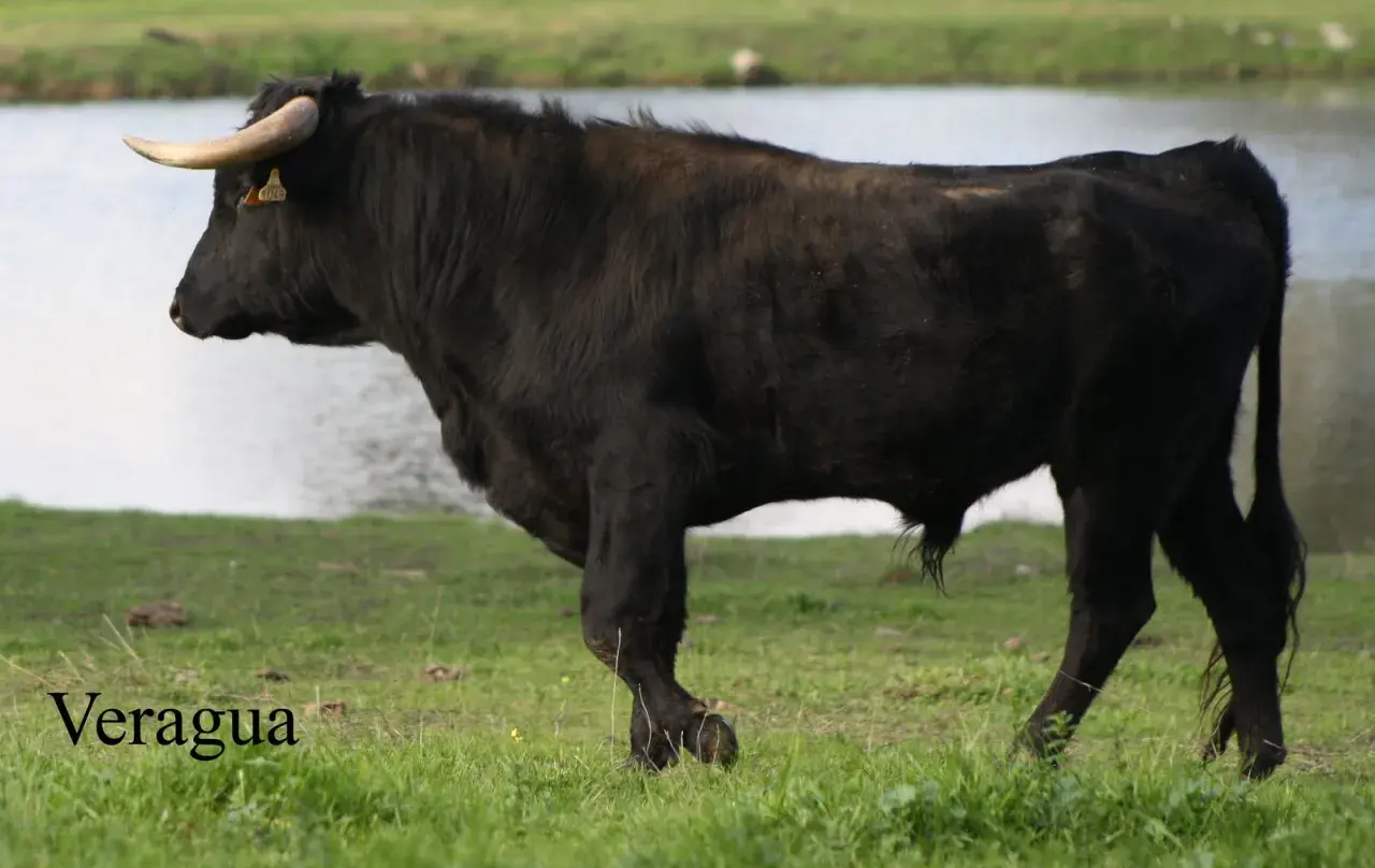 Toro negro de lidia, raza Veragua, con cuernos dorados y etiqueta en la oreja, pastando cerca de un lago. Atanasio Fernández, un nombre que evoca fuerza.