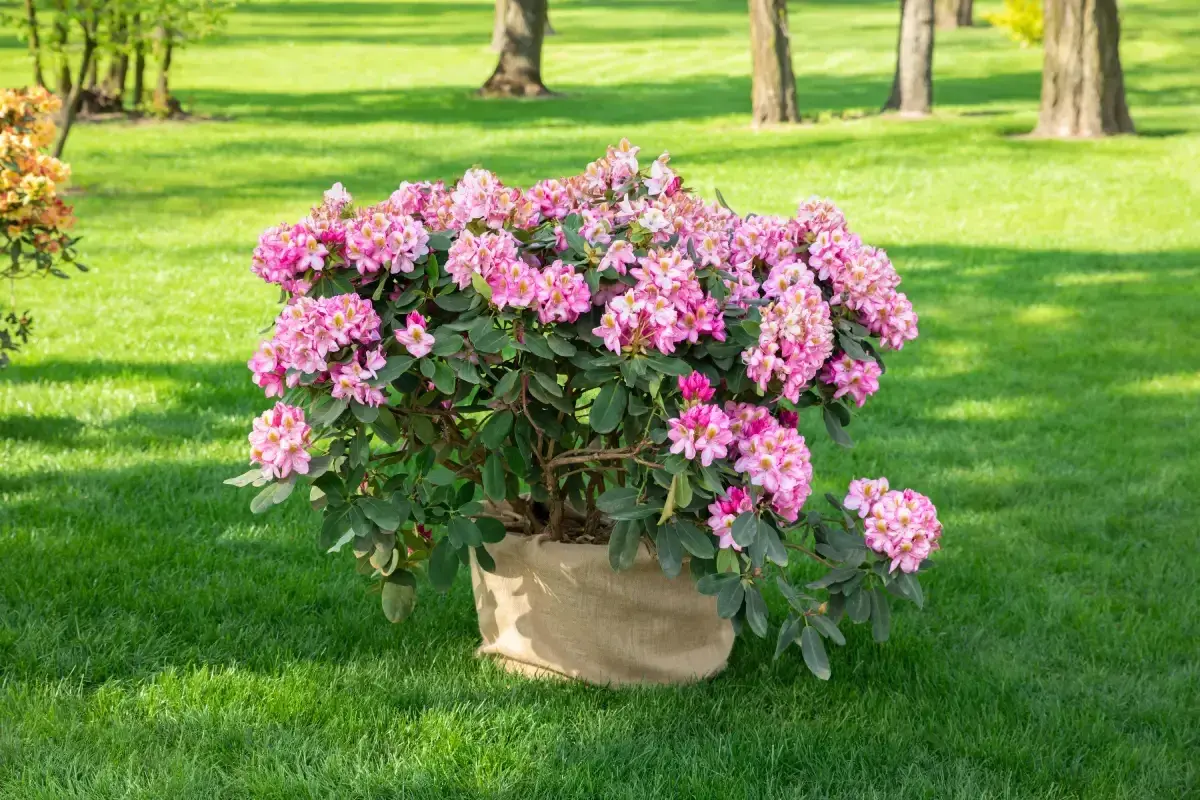 Ein blühender Rhododendron im Sack, bereit zum Rhododendron umpflanzen in den sonnigen Garten.