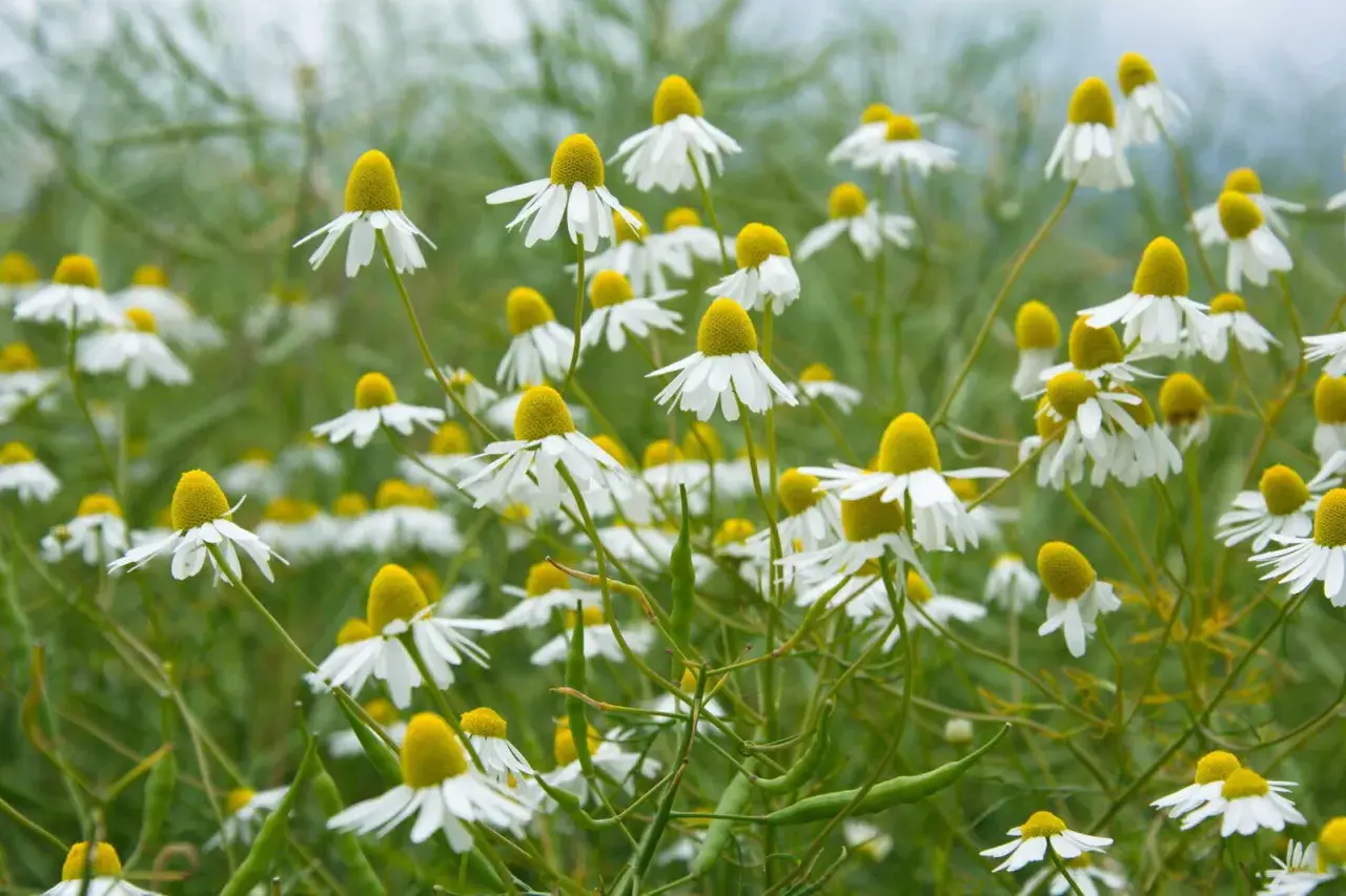 Ein Feld voller Kamillenblüten, bereit zur Ernte. Die weißen Blütenblätter und gelben Köpfe sind im Fokus, während der Hintergrund verschwommen ist.