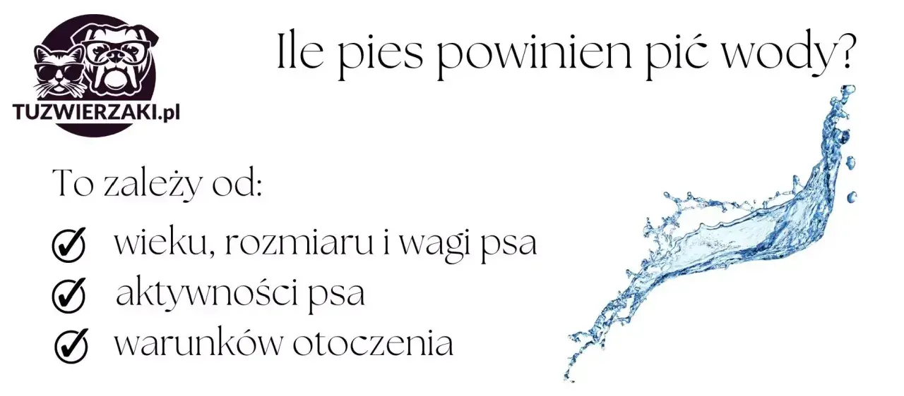 Ile wody powinien pić pies? To zależy od wieku, rozmiaru, wagi, aktywności i warunków otoczenia.