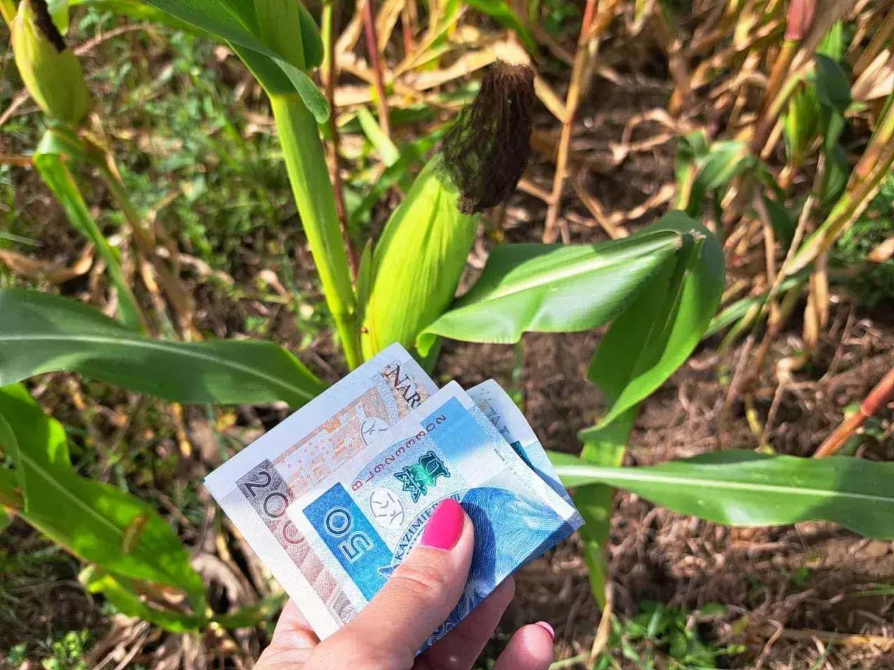Ręka trzyma banknoty 20 i 50 zł na tle łanu kukurydzy. Czy staż jest płatny? Tak, jeśli jest w polu kukurydzy!