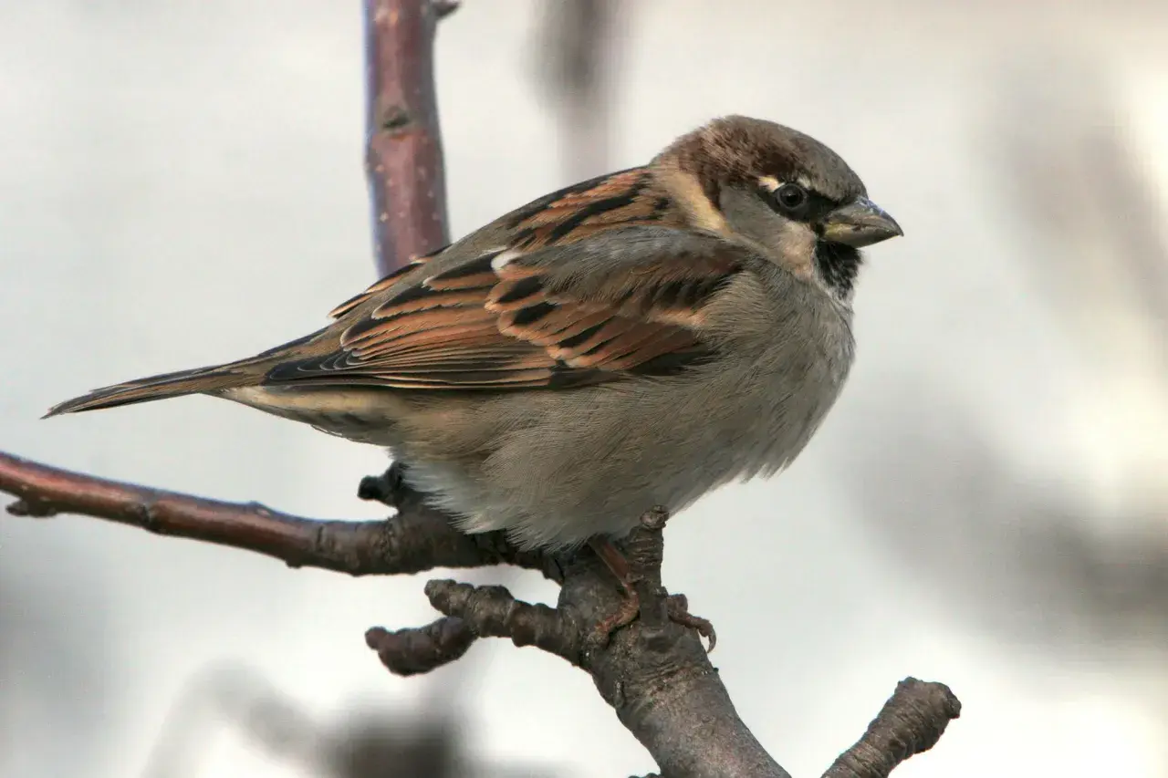 Ein Spatz sitzt auf einem Ast. Wie lange lebt ein Spatz? Diese Frage beschäftigt viele Naturfreunde.
