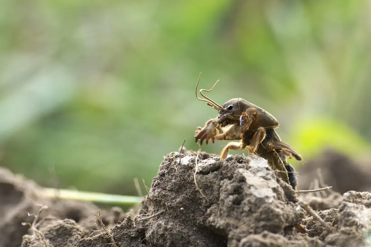 Un insetto con zampe anteriori simili a pale, forse una larva di grillotalpa, emerge dal terreno.