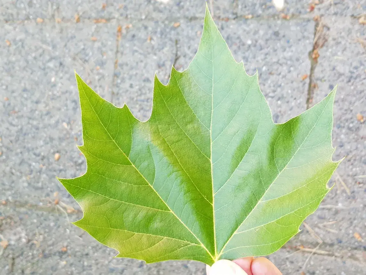 Grünes Blatt mit Zackenrand. Ein Blatt, das den Unterschied zwischen Platane und Ahorn zeigt.