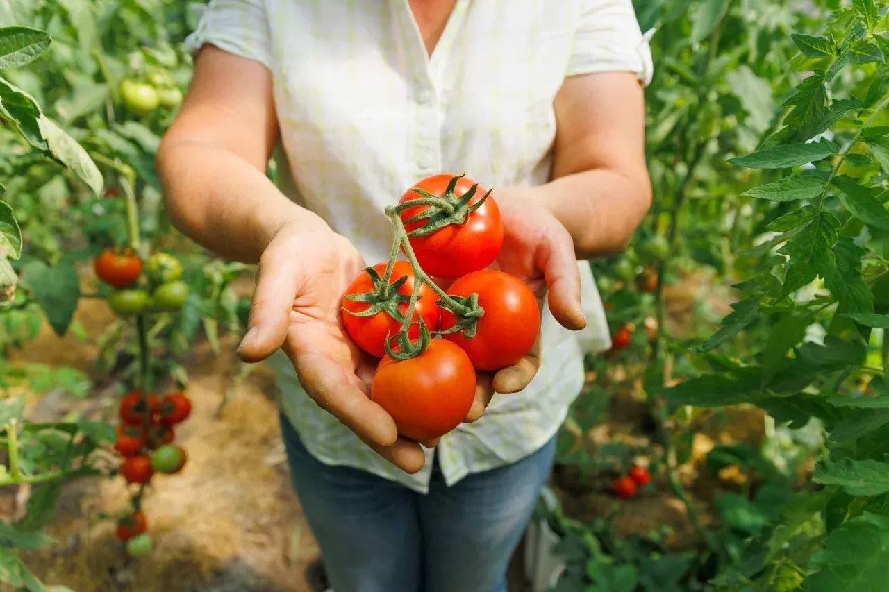 Mains tenant des tomates rouges mûres, avec des plants de tomates et un paillage visible en arrière-plan.