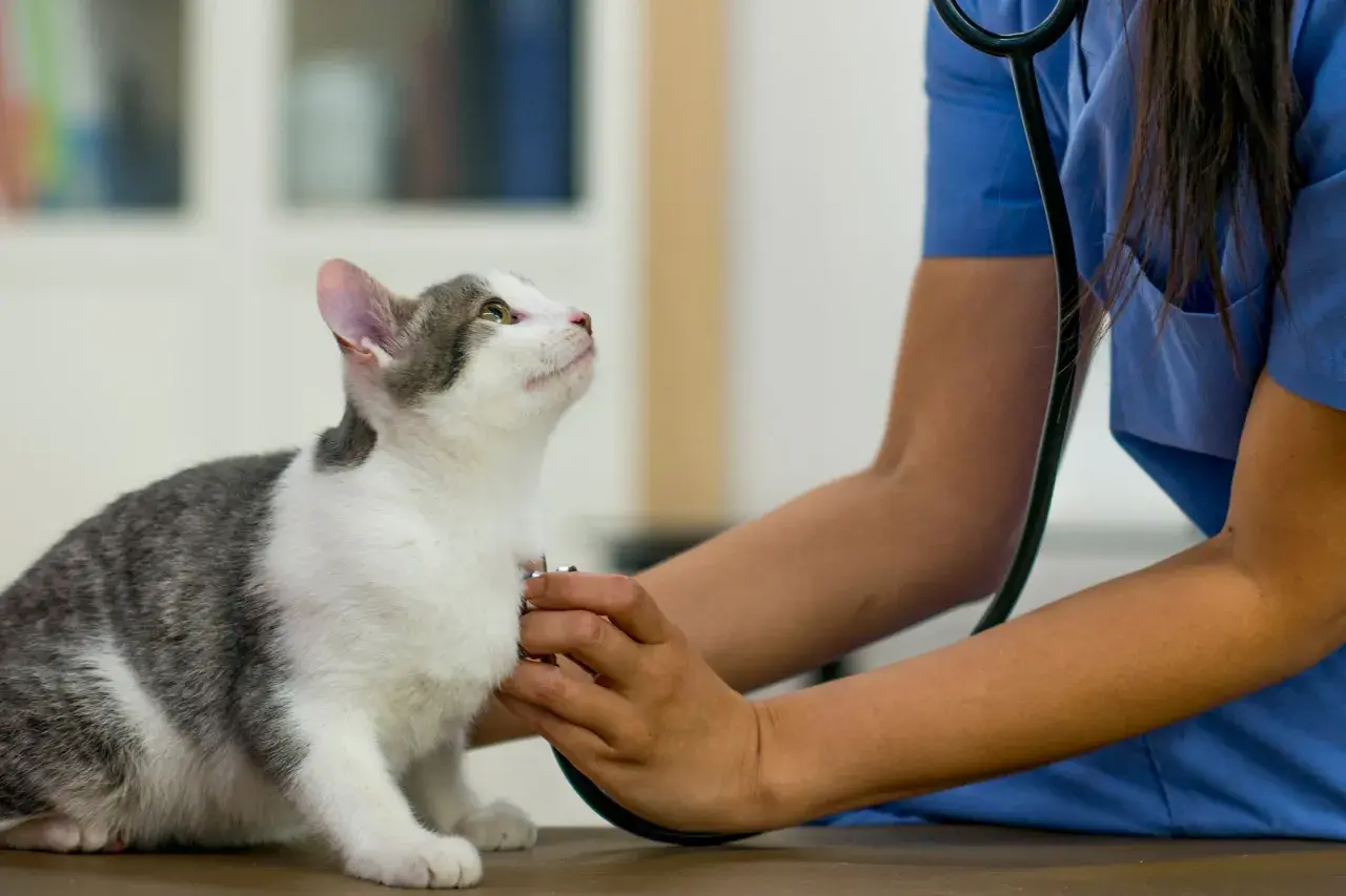 A vet checks a cat's heart, observing its calm male cat behavior after neutering.