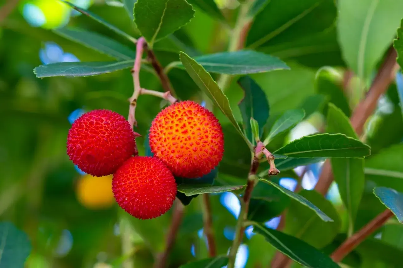 Trois fruits rouges et texturés d'arbousier, un arbousier fruit comestible, pendent sur une branche feuillue.