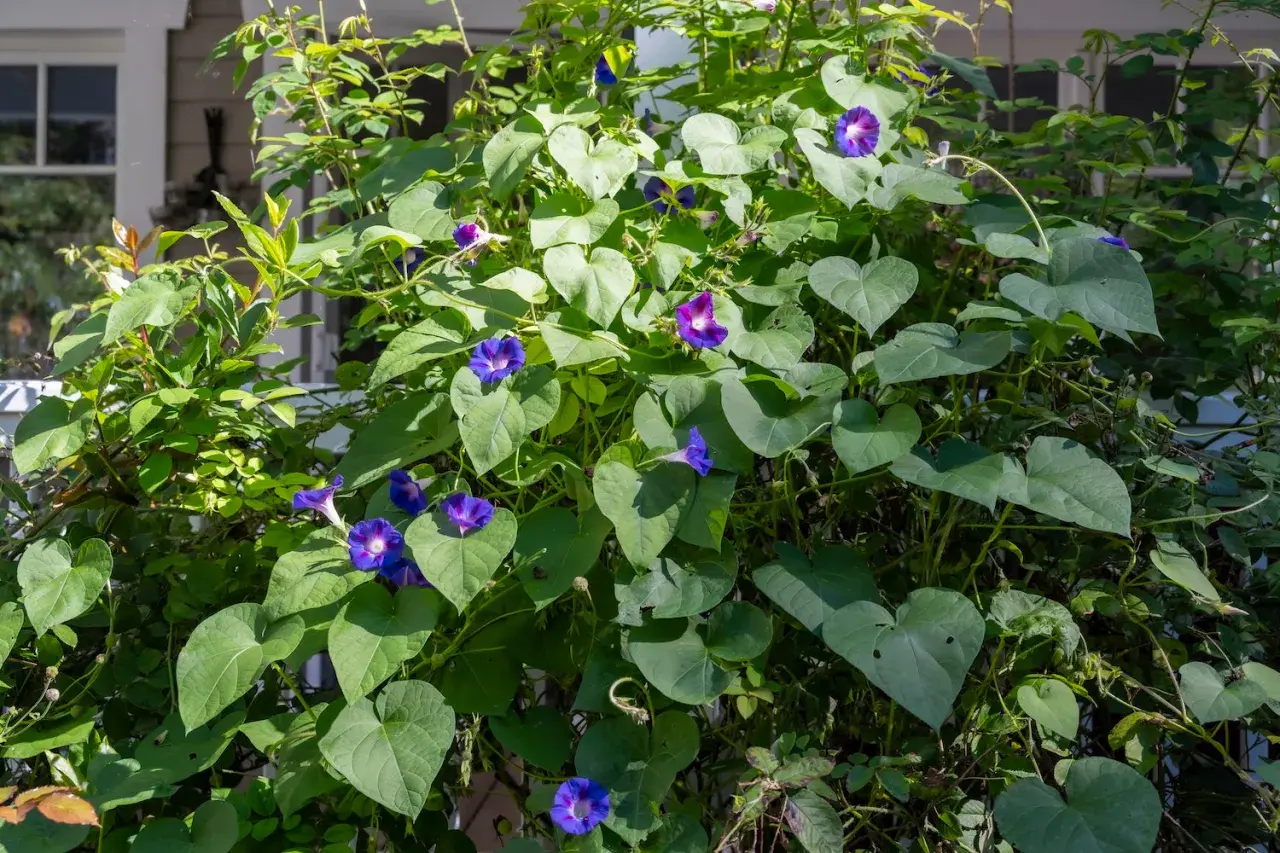 Prächtige lila Blumen, wie die Trichterwinde, ranken sich üppig. Ihre Namen sind so vielfältig wie ihre Farben.