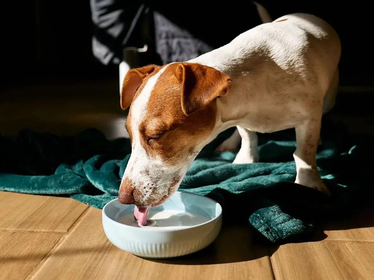 Ein braun-weißer Hund trinkt genüsslich Buttermilch aus einer blauen Schüssel auf einer grünen Decke.