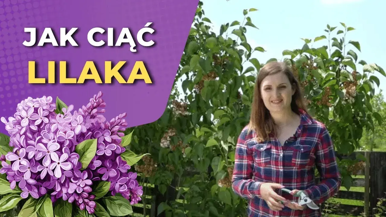 Jak przycinać bez, aby cieszyć się pięknym kwitnieniem i zdrowiem roślin