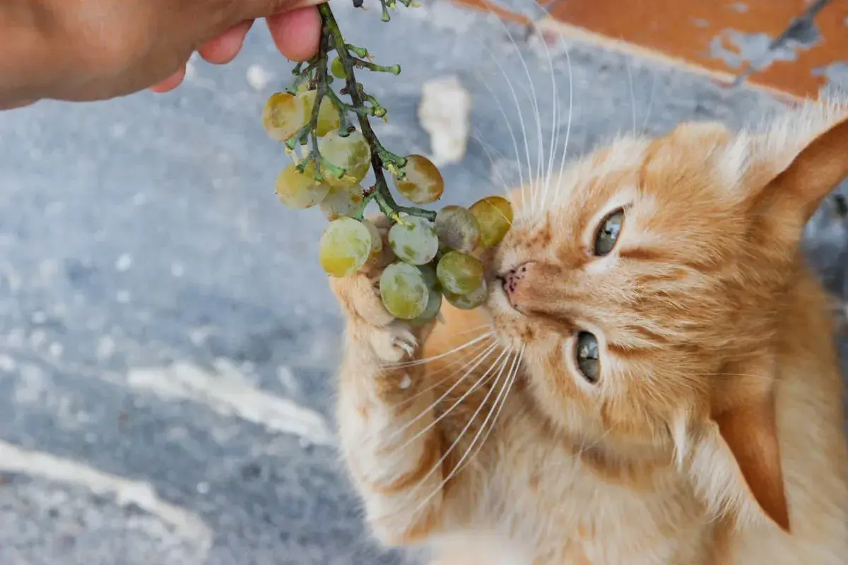 An orange cat curiously nibbles on a bunch of green grapes held by a hand. This image raises the question: can cats eat grapes?