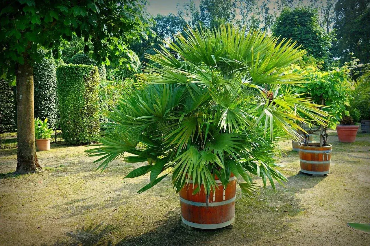 Palmera frondosa en maceta de barril, un ejemplo de tipos de palmeras de exterior que embellecen jardines con su exuberante verdor.