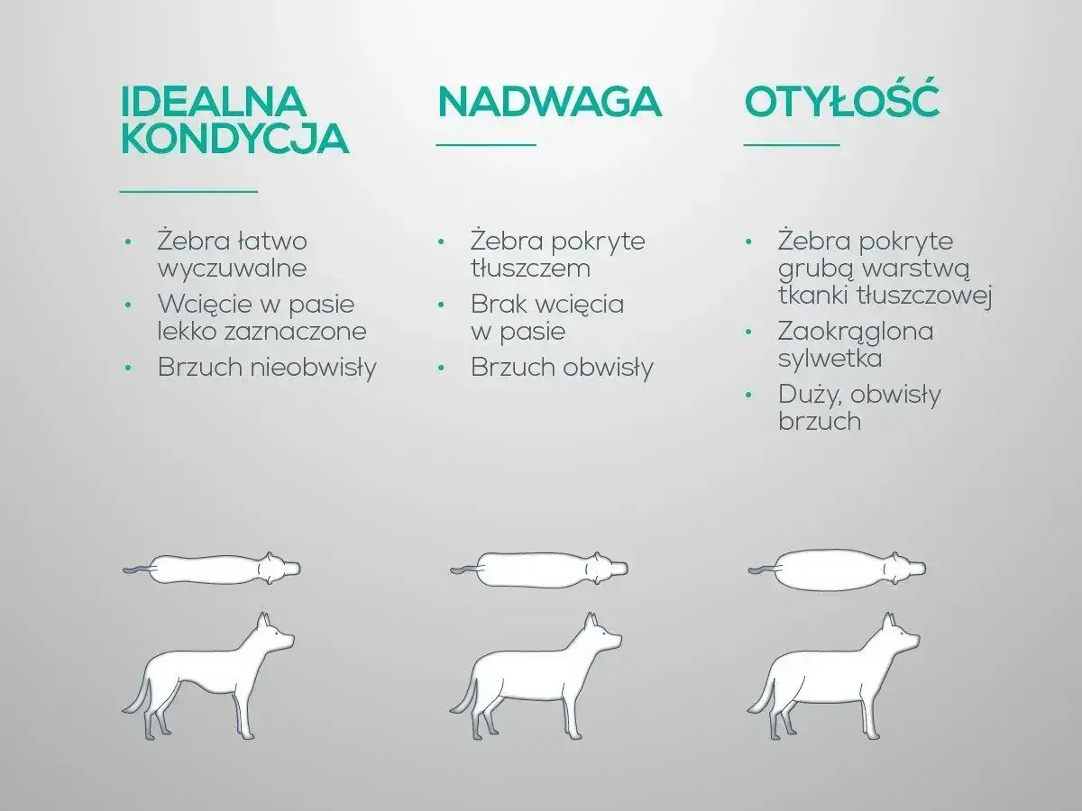 Ilustracja pokazuje trzy sylwetki psów: idealna kondycja, nadwaga i otyłość. Nadwaga u psa objawia się brakiem wcięcia w pasie i obwisłym brzuchem.