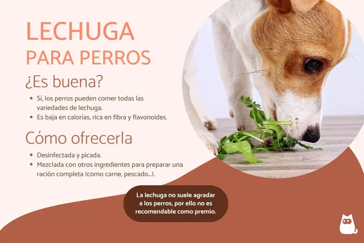 Un perro come lechuga, demostrando que los perros pueden comer lechuga. Es baja en calorías y rica en fibra.