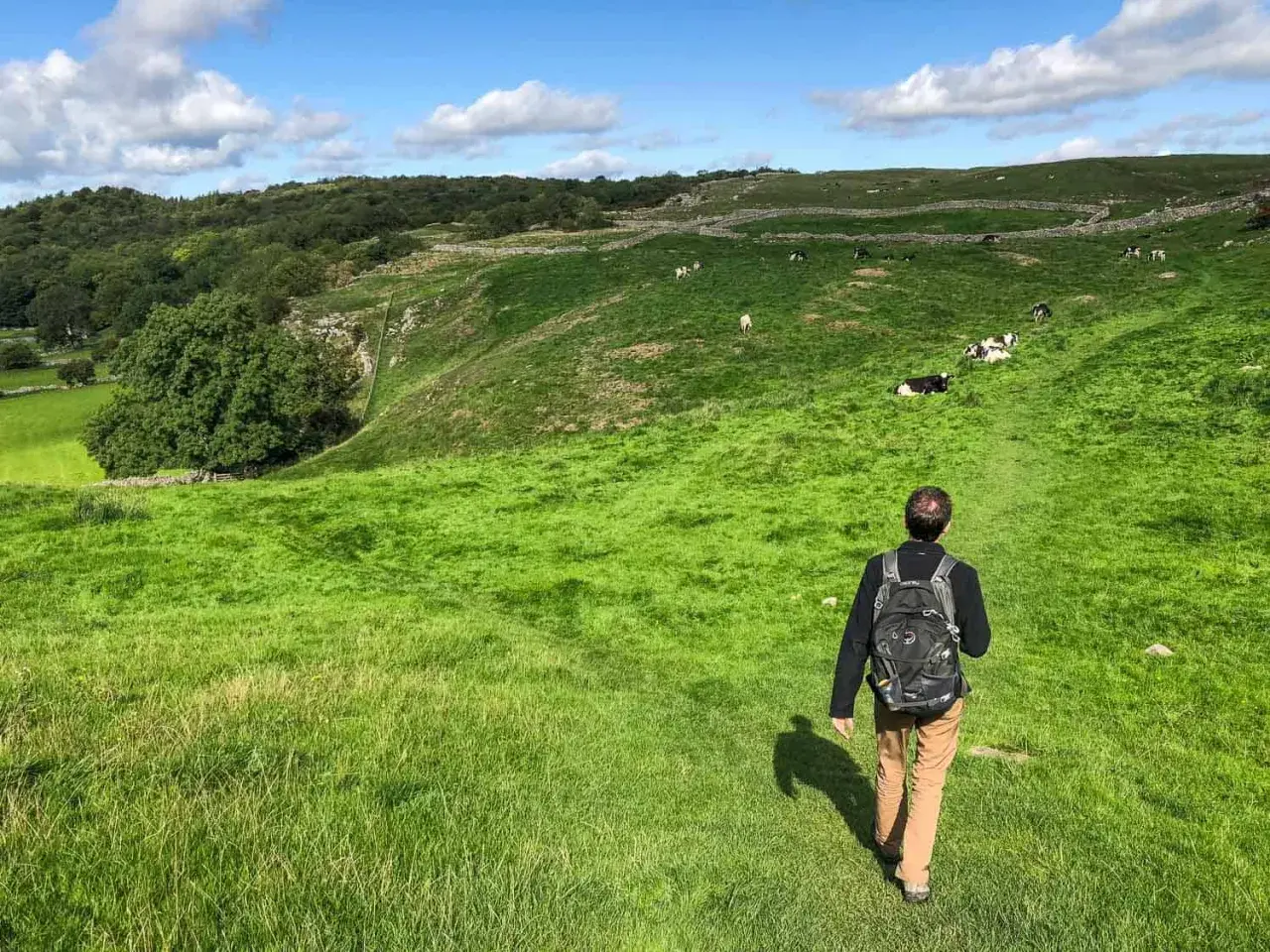 A lone hiker walks along the Dales Way, a path winding through a lush green valley dotted with grazing cows under a bright blue sky.