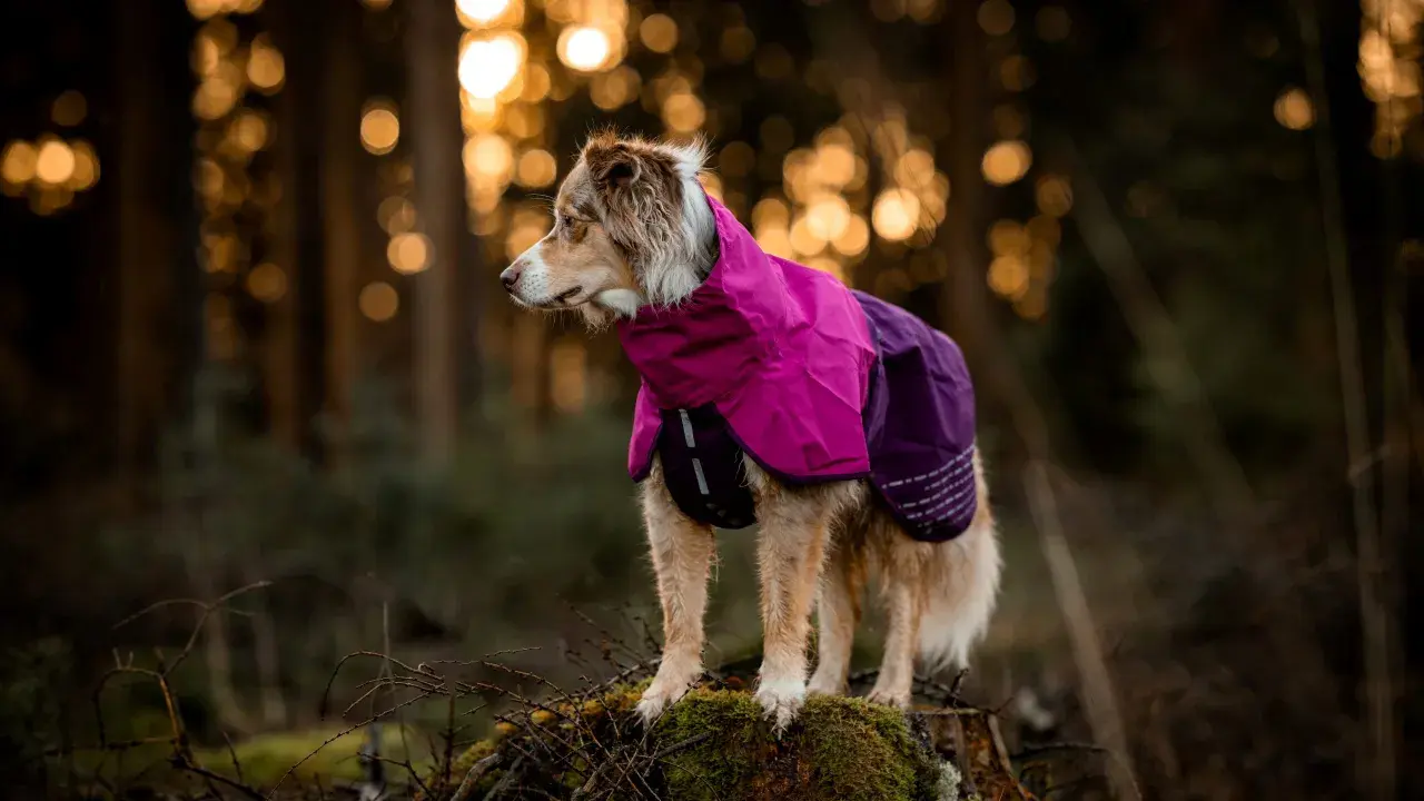 Ein Hund im bunten Mantel steht im Wald. Der Wind weht ihm durchs Fell, während er aufmerksam in die Ferne blickt.