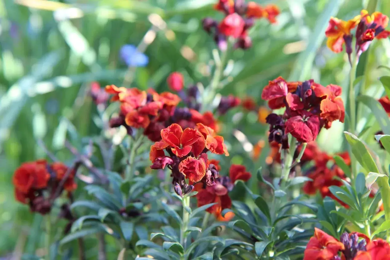 Giroflée des murailles aux teintes orangées et pourpres, épanouie dans un jardin verdoyant.