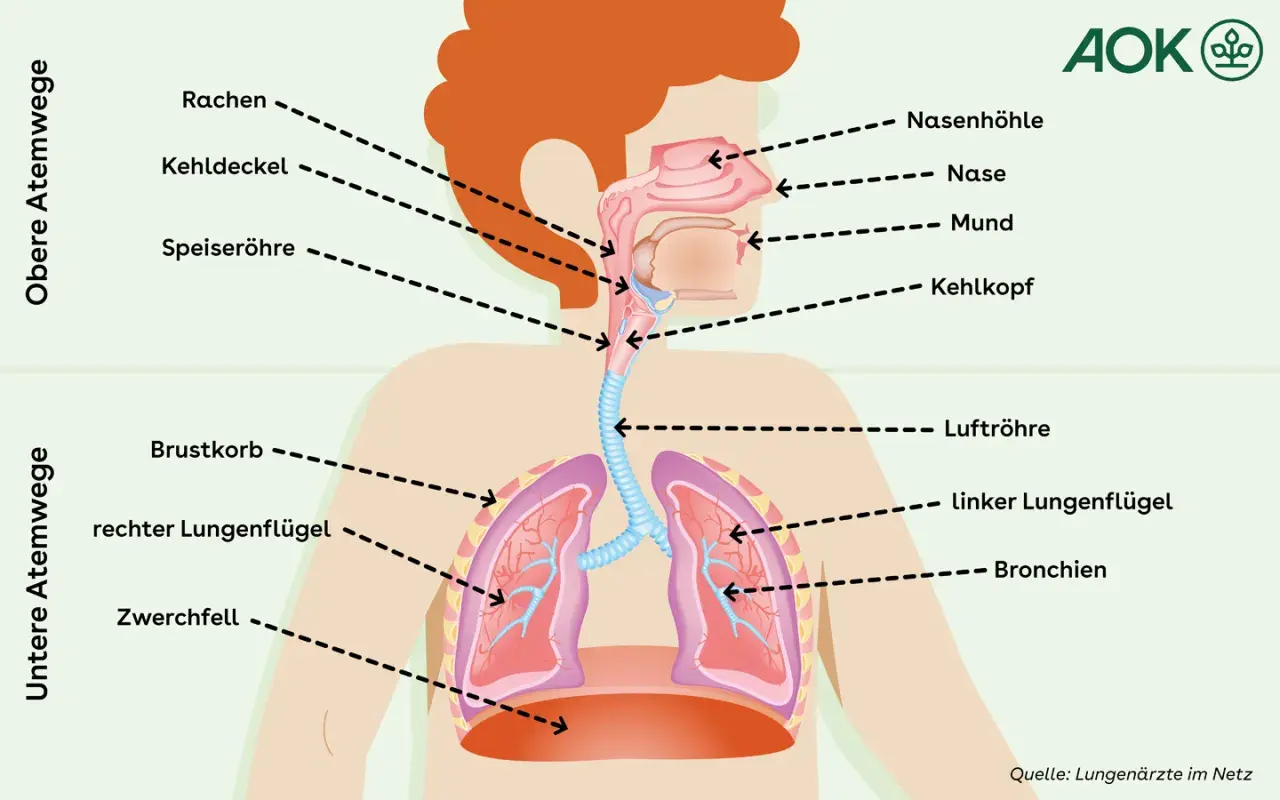 Schema der oberen und unteren Atemwege. Hilfreiche Hausmittel können die Atemwege befeuchten.