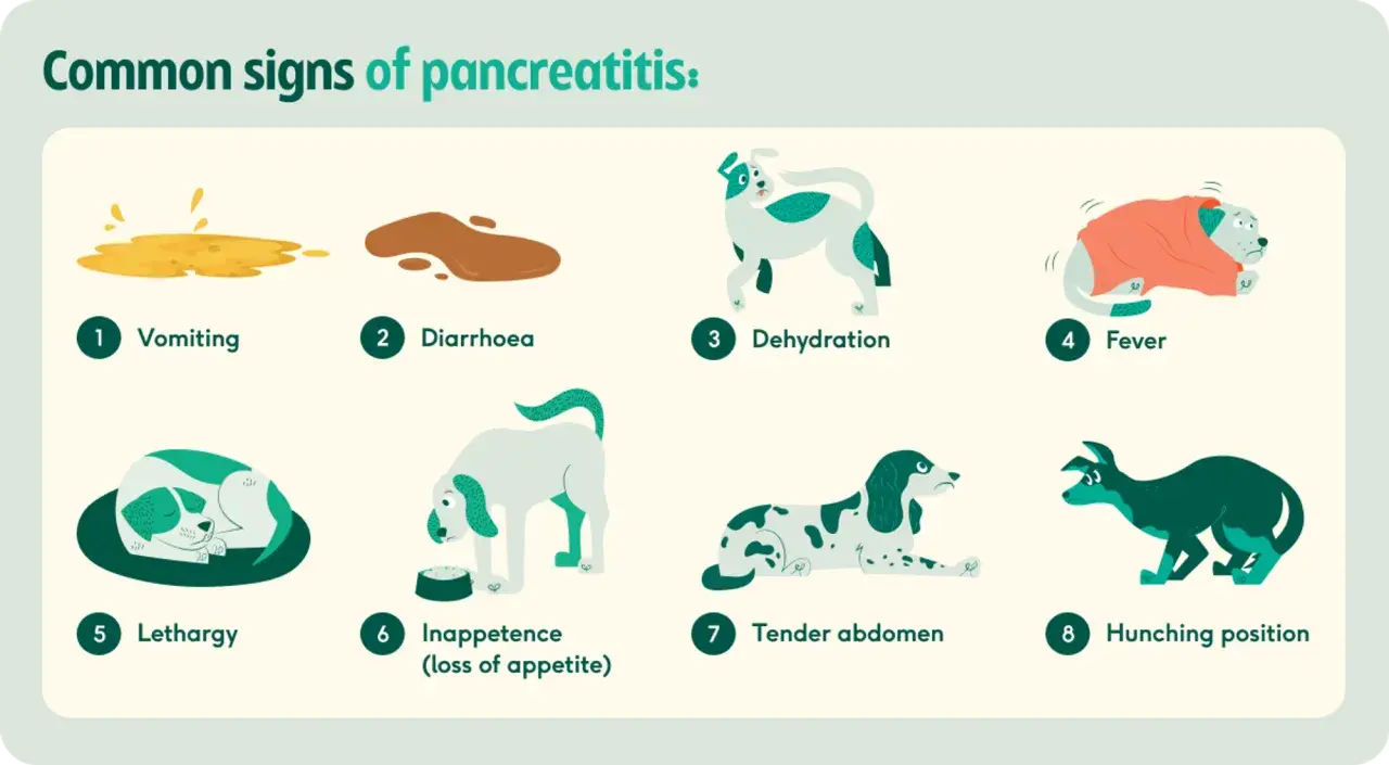 Common signs of pancreatitis in dogs include vomiting, diarrhea, dehydration, fever, lethargy, inappetence, tender abdomen, and hunching.