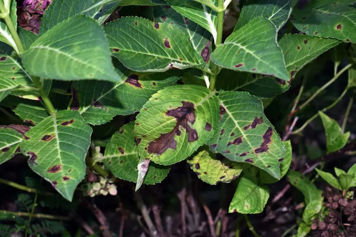 Feuilles d'hortensia atteintes de taches brunes, signe d'une maladie. Les feuilles vertes sont parsemées de marques sombres, certaines coalescent.