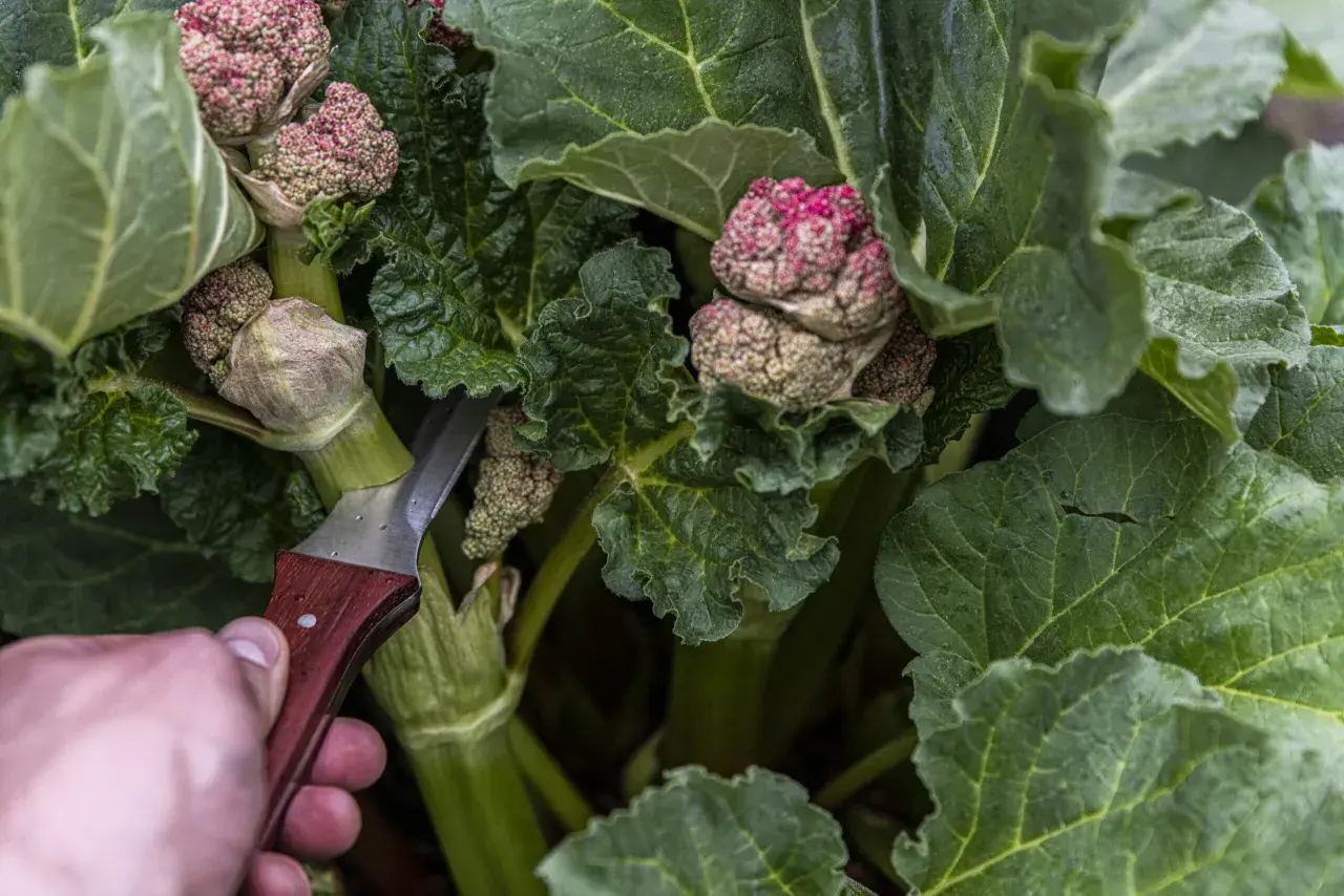 En hand med kniv skär i rabarberplantans blomställningar. Efter midsommar kan rabarber bli giftiga, så det är dags att skörda stjälkarna.