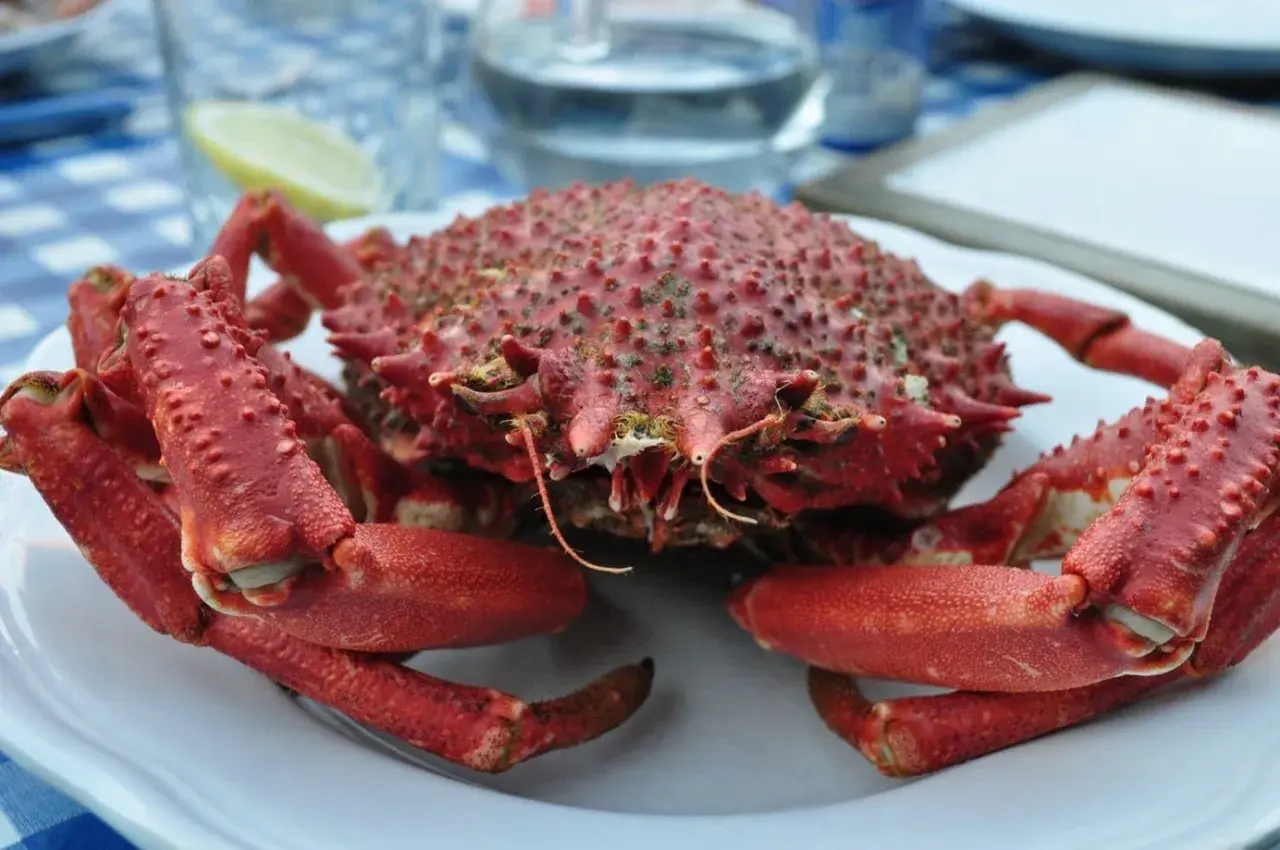 Araignée de mer rouge, prête à être dégustée, sur une assiette blanche. Un délice de la periode araignée de mer.