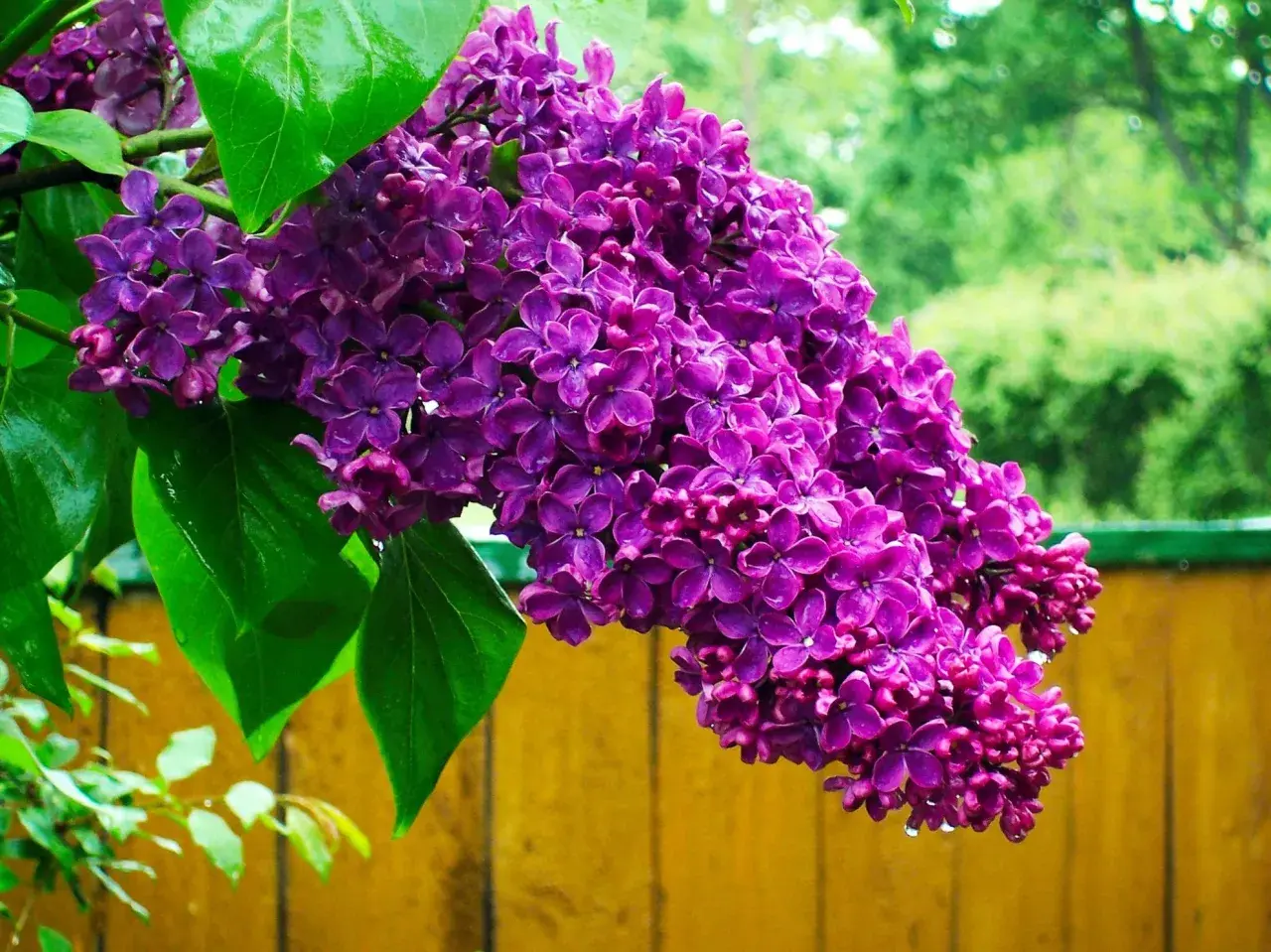 En klas av lila syrenblommor hänger ner mot en gul trästaket.