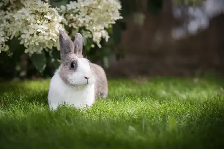 Jaka karma dla królika? Odkryj, co zapewni zdrowie i szczęście