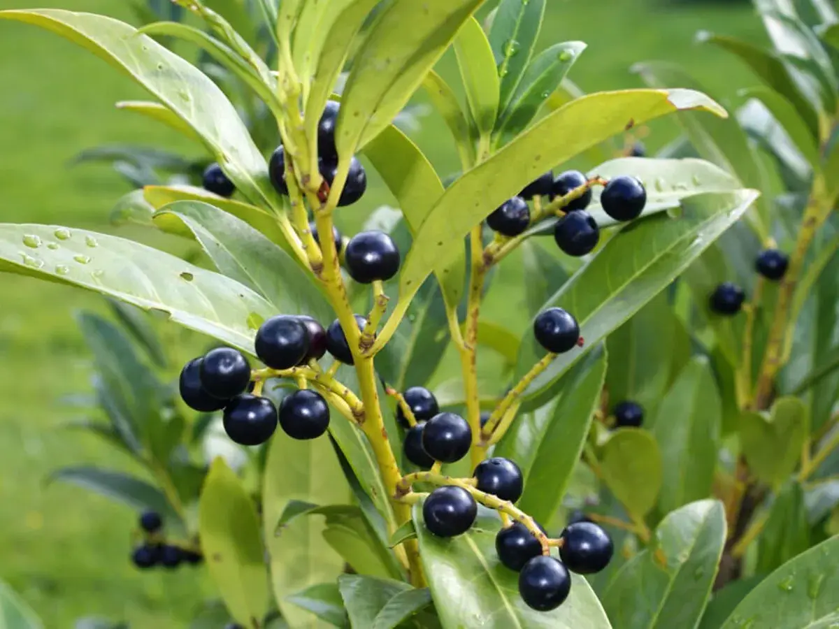 Dunkle Beeren am portugiesischen Kirschlorbeer, der giftig ist. Die glänzenden Blätter sind frisch und grün.