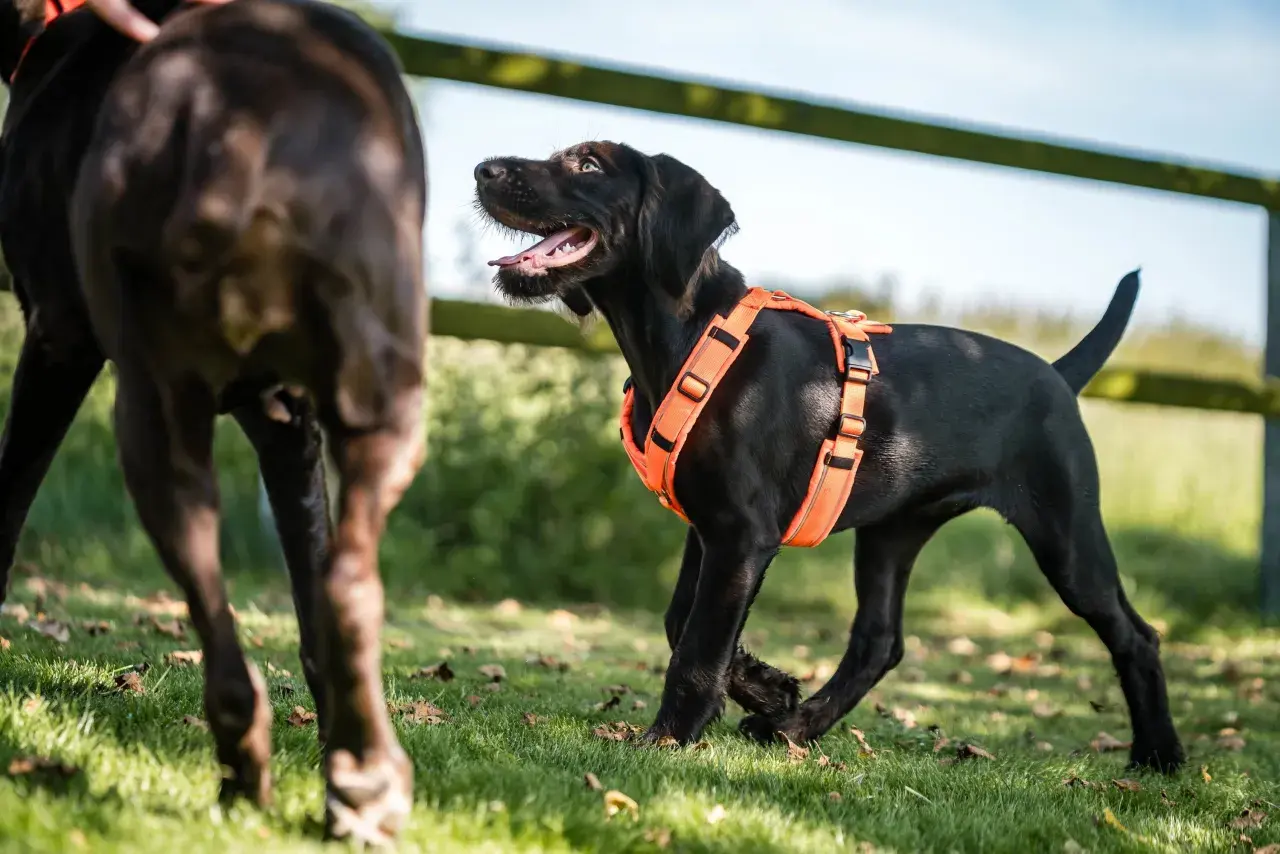 Ein schwarzer Welpe mit einem leuchtend orangen Hundegeschirr spielt im Gras. Verschiedene Hundegeschirr Arten sind für jeden Anlass erhältlich.