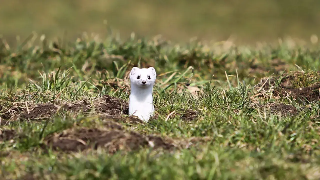 Ein neugieriges weißes Wiesel-Tier lugt aus seinem Bau im Gras hervor.