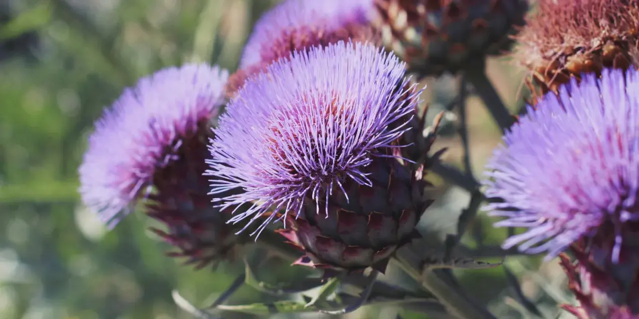 Fiori viola di cardo mariano, noti per le loro proprietà benefiche per il fegato.