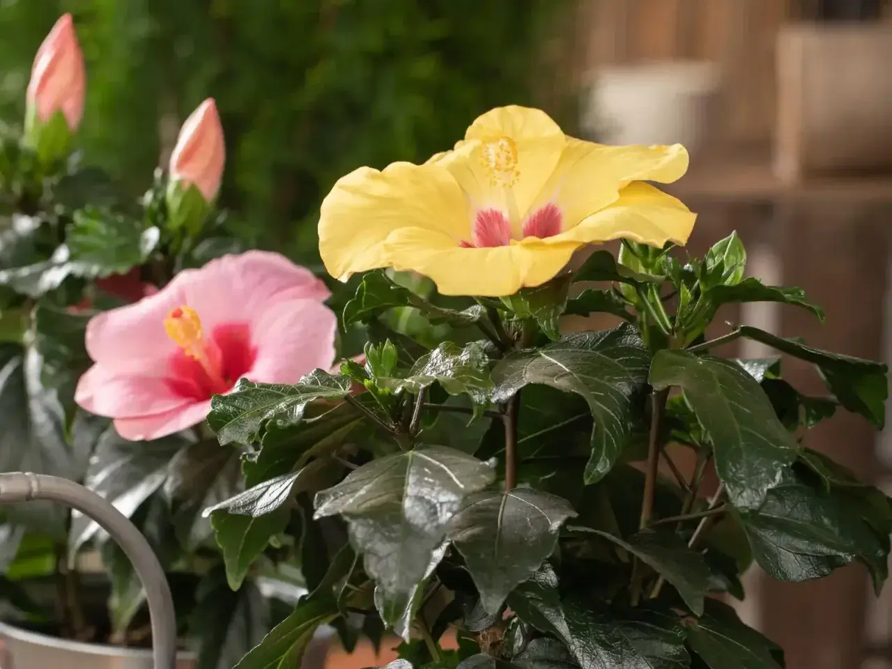 Zwei Hibiskusblüten, eine gelbe und eine rosa, blühen üppig. Knospen sind sichtbar. Gute hibiskus pflege sorgt für diese Pracht.