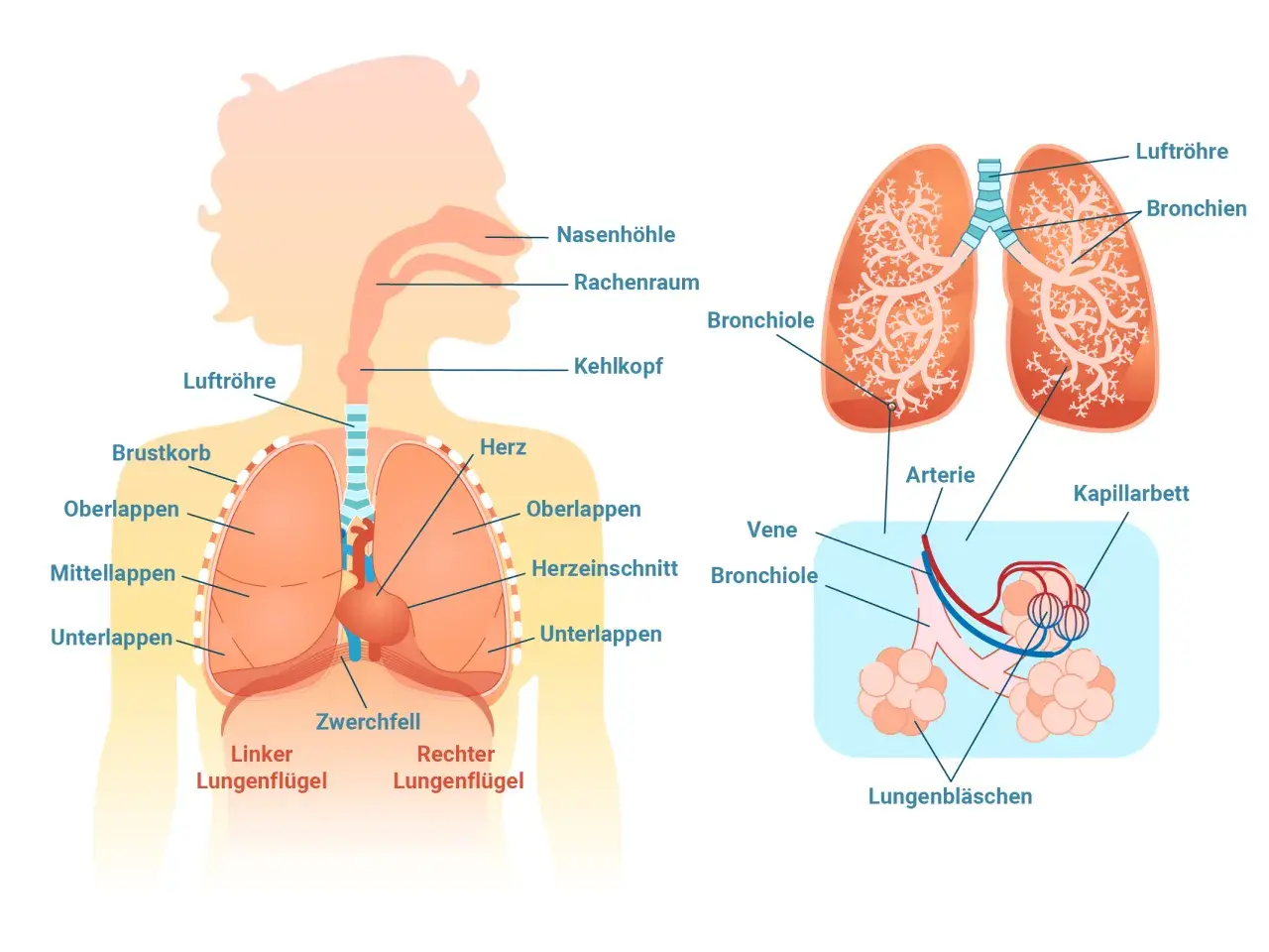Anatomie der Lunge: Luftröhre, Bronchien, Lungenbläschen und Zwerchfell. Wichtige Strukturen für die Atemfrequenz im Schlaf.