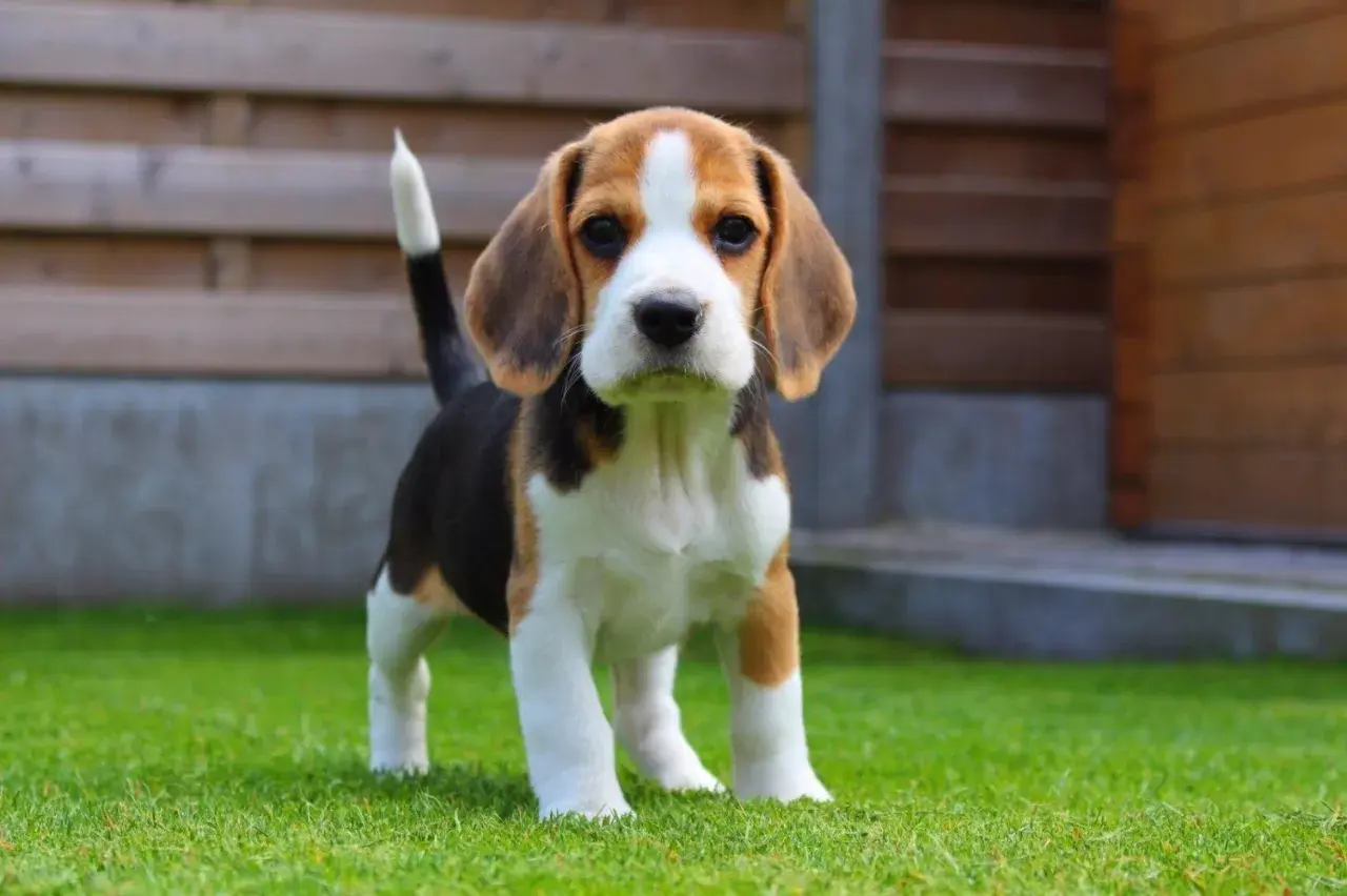 Uroczy szczeniak beagle, idealny towarzysz dla dziecka. Małe rasy najłagodniejsze psy dla dziecka, które pokochają zabawę.