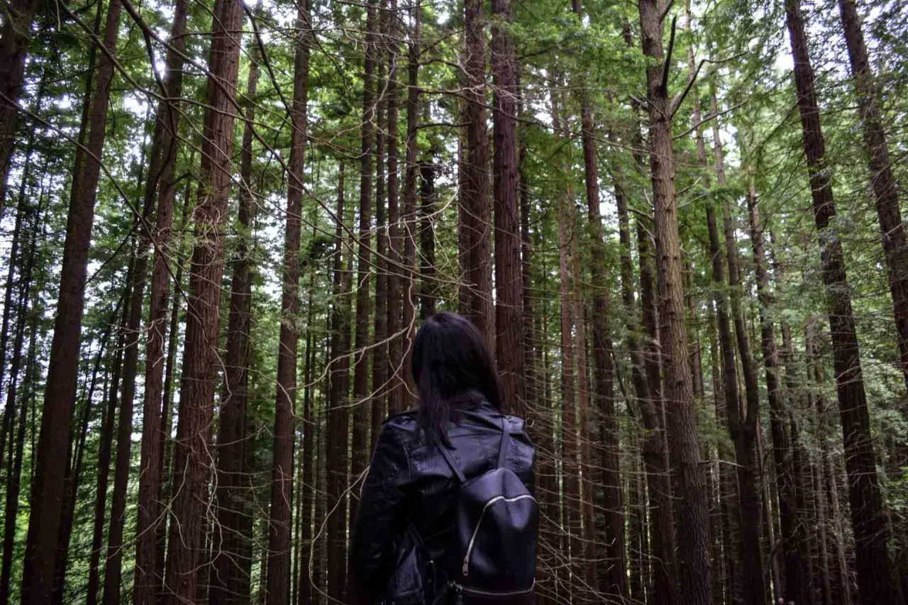 Una persona con mochila negra se adentra en un majestuoso bosque de secuoyas, rodeada de altos y esbeltos troncos.
