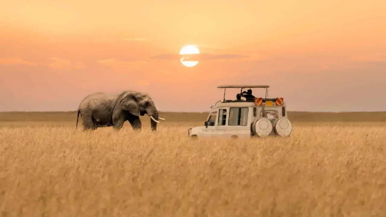 Ein Elefant und ein Safari-Jeep im goldenen Gras bei Sonnenuntergang. Ein friedlicher Moment in einem der sichersten afrikanischen Länder für Tierbeobachtungen.
