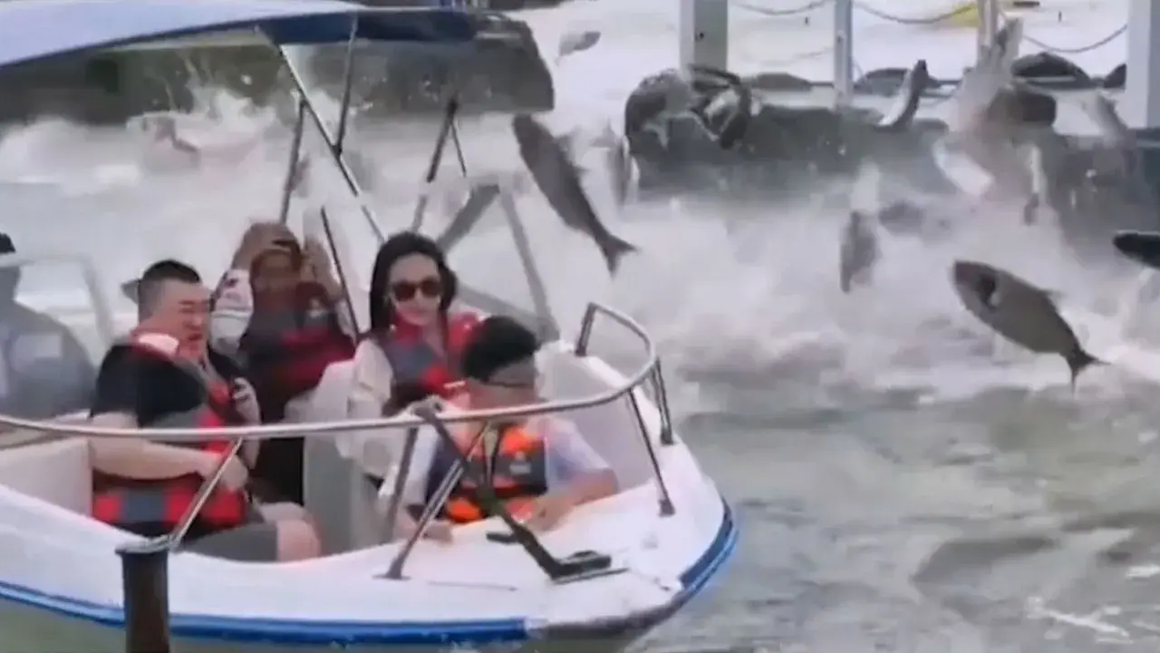 Menschen auf einem Boot sind überrascht, als viele Fische aus dem Wasser springen. Warum springen Karpfen? Vielleicht sind sie aufgeregt!