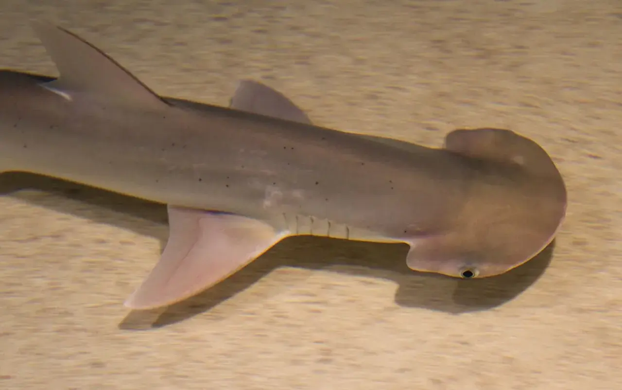 Un tiburón cabeza de pala nada sobre un fondo arenoso, mostrando su distintiva cabeza en forma de martillo y su cuerpo grisáceo con pequeñas manchas oscuras.