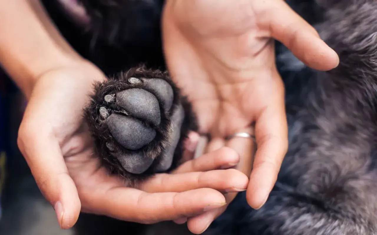 Main d'une personne tenant délicatement la patte d'un chien.