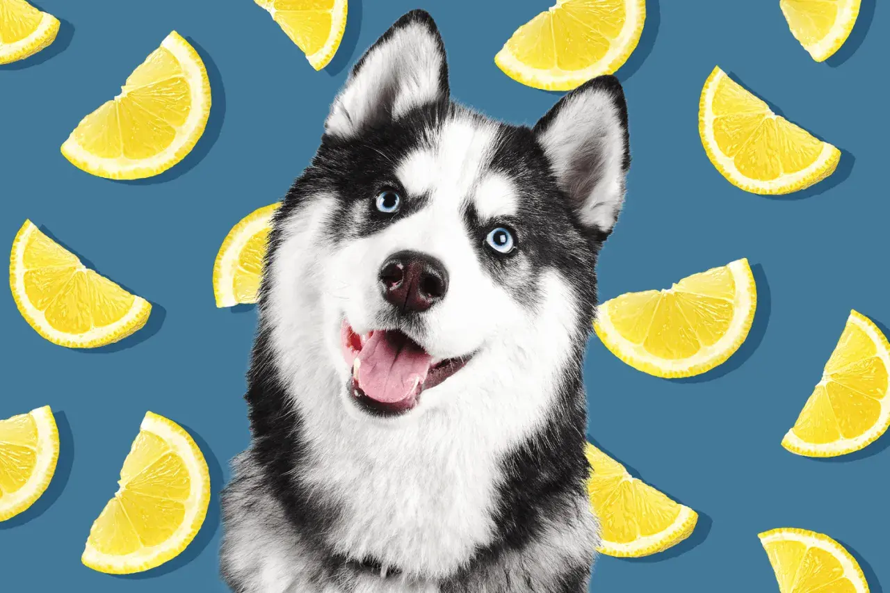Uśmiechnięty husky otoczony plasterkami cytryny. Czy pies może cytryne? Ten słodki psiak na pewno by spróbował!
