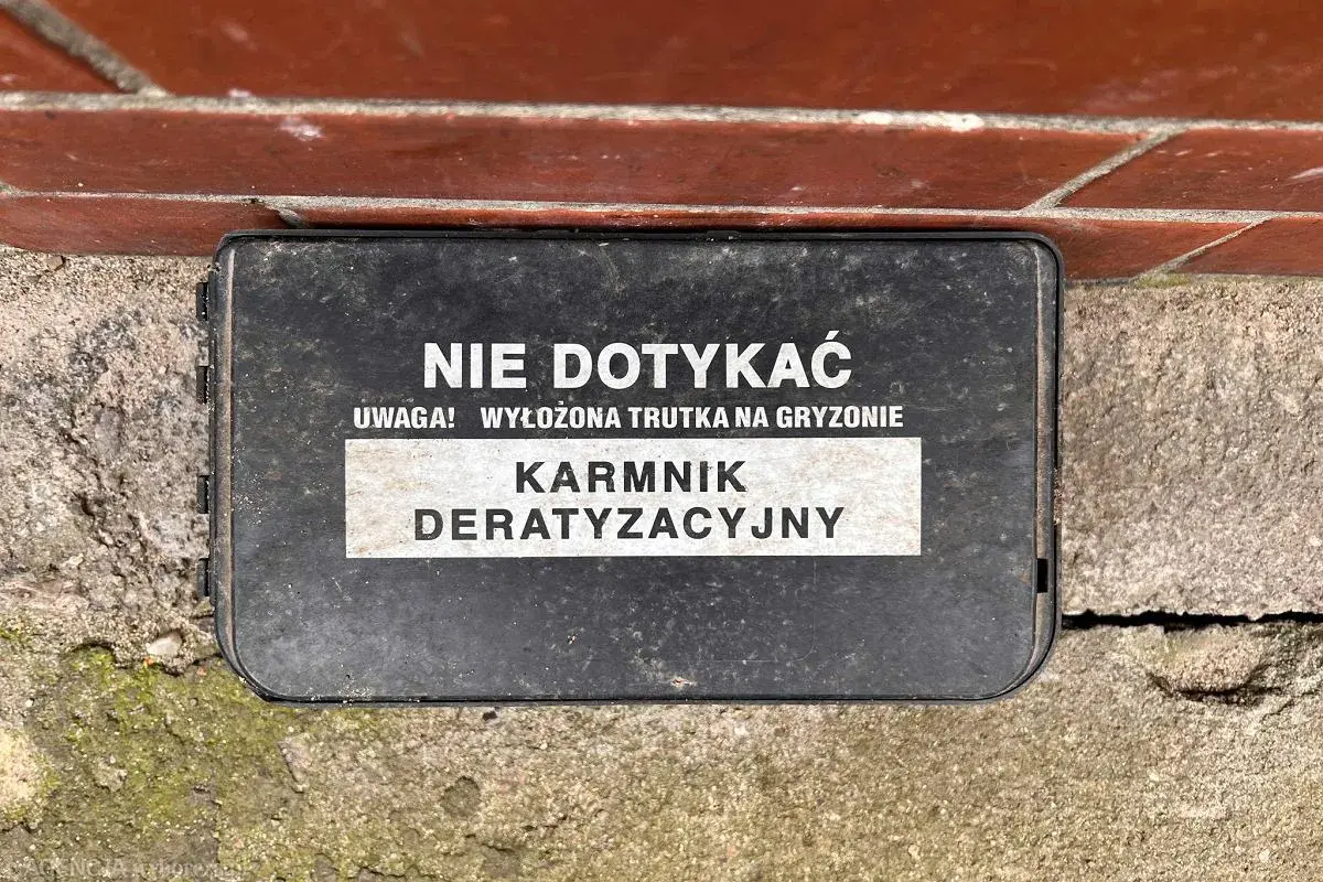 Kto odpowiada za deratyzację w bloku? Prawo i Twój plan działania.