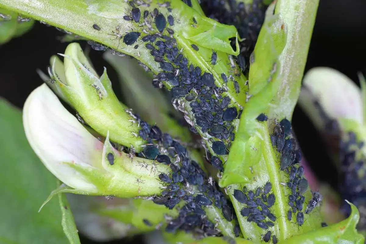 Une invasion de pucerons noirs sur une jeune pousse verte et une fleur de fève. Ces petits insectes ravageurs se multiplient rapidement.