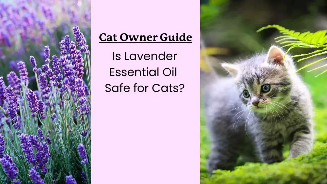 Cat Owner Guide: Is lavender essential oil safe for cats? Image shows lavender and a kitten.