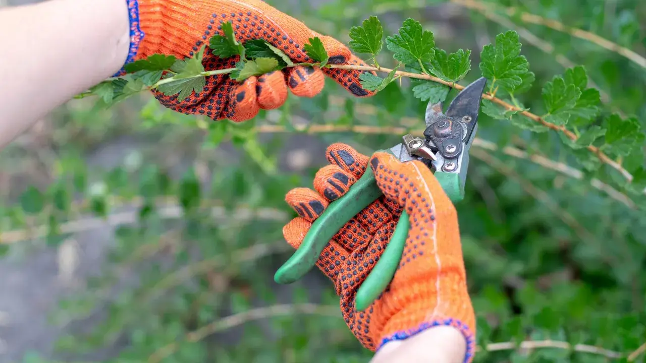 Hände in orangen Handschuhen schneiden mit einer Gartenschere einen Ast mit grünen Blättern. Die Vorbereitung für das Stachelbeeren schneiden beginnt.