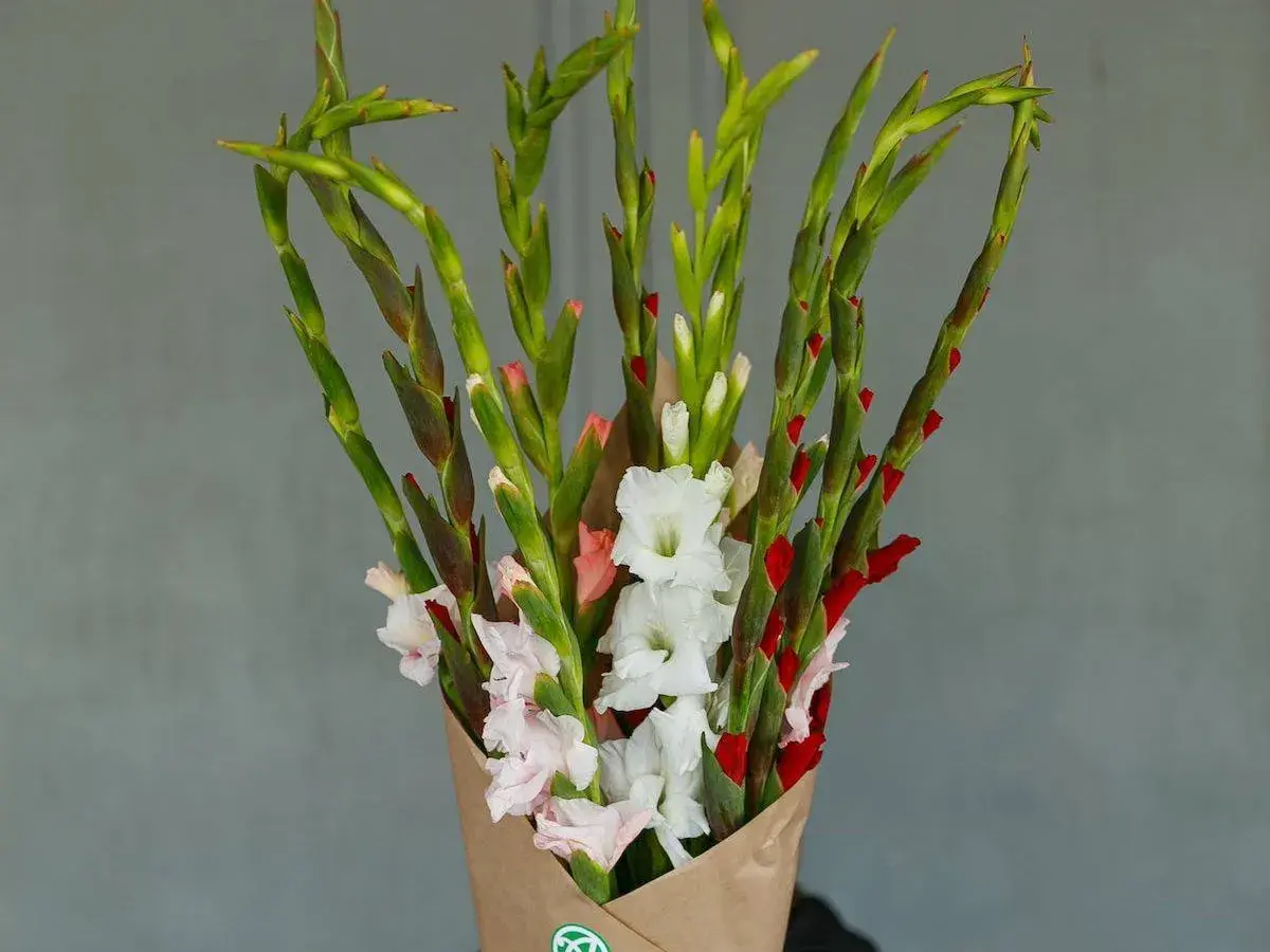 Strauß Gladiolen in Weiß, Rosa und Rot, die zeigen, welche schnittblumen halten lange.