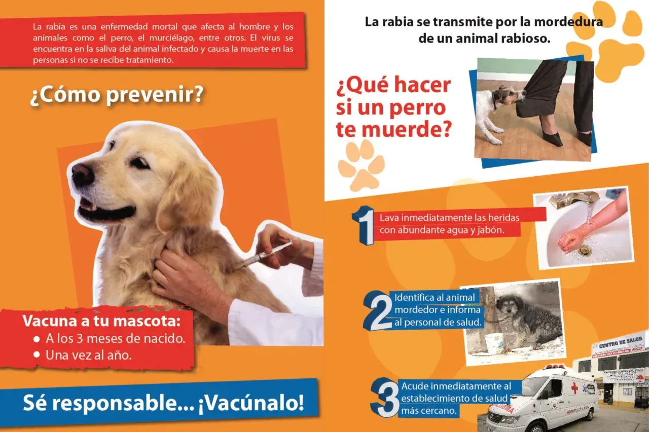 Un perro recibe una vacuna para prevenir la rabia. ¡Vacúnalo!