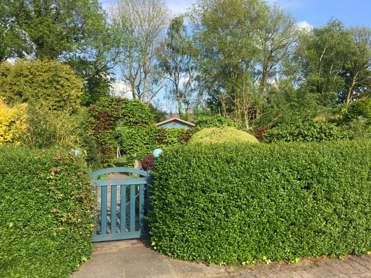 Ein blauer Gartenzaun mit einem Tor führt zu einem üppigen Garten, in dem dicht geschnittene Hecken aus Liguster oder Hainbuche dominieren.