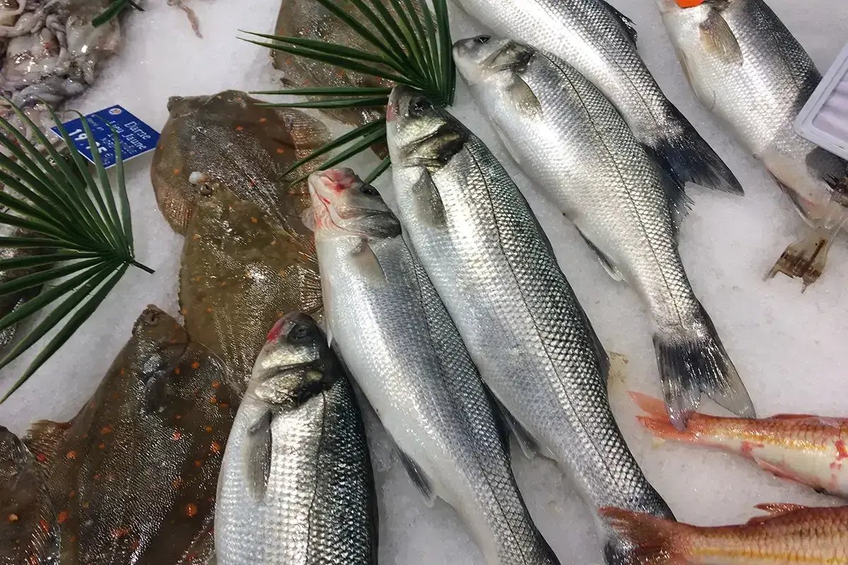 Poissons de mer frais sur glace : bars argentés, soles tachetées et rougets. Une sélection variée pour connaître les noms des poissons de mer.