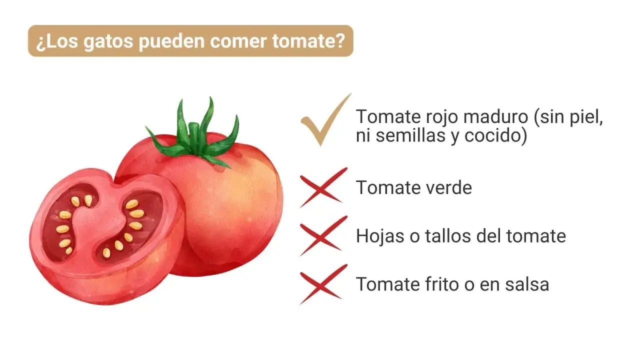 ¿Los gatos pueden comer tomate? Sí, tomate rojo maduro, sin piel, ni semillas y cocido. Evita tomate verde, hojas, tallos y frito.